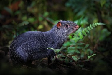 Agouti doğada. Agouti 'nin baş portresi. Kara agouti, Dasyprocta fuliginosa, Sumaco, Ekvador. Doğadaki şirin hayvan, karanlık tropik orman. Ekvador 'da vahşi yaşam. Büyük siyah şirin fare..