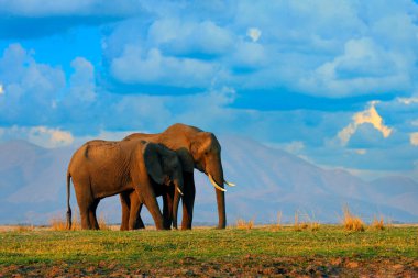 Çimlerdeki fil, mavi gökyüzü. Doğadan vahşi yaşam sahnesi, habitattaki fil, Moremi, Okavango deltası, Botswana, Afrika. Yeşil yağmurlu mevsim, bulutlu mavi gökyüzü.                  