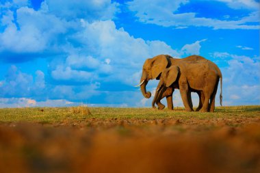 Çimlerdeki fil, mavi gökyüzü. Doğadan vahşi yaşam sahnesi, habitattaki fil, Moremi, Okavango deltası, Botswana, Afrika. Yeşil yağmurlu mevsim, bulutlu mavi gökyüzü.                  
