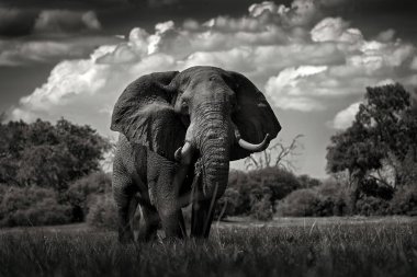 Afrika siyah beyaz sanatı. Çimlerdeki fil, güzel akşam ışığı. Doğadan vahşi yaşam sahnesi, doğal ortamdaki fil, Moremi, Okavango deltası, Botswana, Afrika.                       