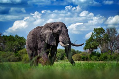 Çimlerdeki fil, güzel akşam ışığı. Doğadan vahşi yaşam sahnesi, doğal ortamdaki fil, Moremi, Okavango deltası, Botswana, Afrika. Yeşil yağmurlu mevsim, bulutlu mavi gökyüzü. Afrika safarisi.                  