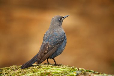 Mavi kaya ardıç kuşu, Monticola münzevi kuşu, doğada yosun taşının üzerinde oturan kuş. İspanya, Avrupa 'daki Sierra de Andujar dağında mavi kaya ardıç kuşu. Doğadan vahşi yaşam sahnesi.