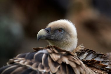 Akbaba portresi. Griffon Vulture, Gyps fulvus, kayalık dağlarda oturan büyük yırtıcı kuşlar, doğa habitatı, Madzarovo, Bulgaristan, Doğu Rhodopes. Balkan 'dan vahşi yaşam.