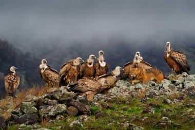Akbabalar grubuyla çakal dövüşü. gGriffon Vulture, Gyps fulvus, kayalık dağlarda oturan büyük yırtıcı kuşlar, doğa habitatı, Madzarovo, Bulgaristan, Doğu Rhodopes. Balkan 'dan vahşi yaşam.