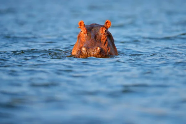 Hippo head in the blue water. African Hippopotamus, Hippopotamus amphibius capensis, with evening sun, animal in the nature water habitat, Mana Pools NP, Zimbabwe, Africa. Wildlife scene from nature.