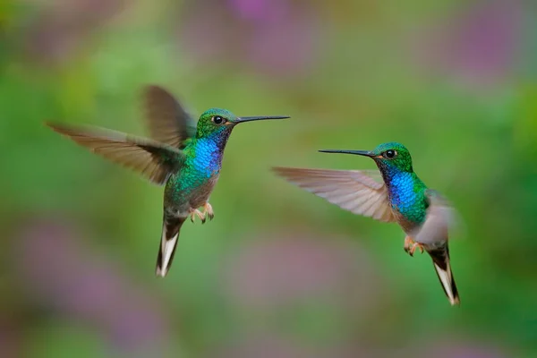 Green Backed Hillstar Urochroa Bougueri Leucura Green Blue Hummingbird San — Stock Photo, Image