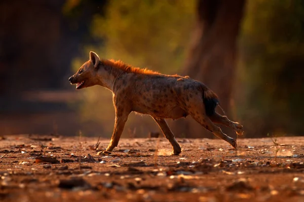 Spotted hyena, Crocuta crocuta, angry animal, side view