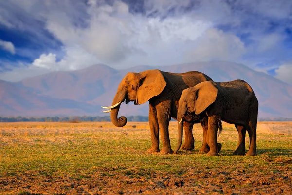 Elefant Gras Blauer Himmel Wildszene Aus Der Natur Elefant Lebensraum — Stockfoto