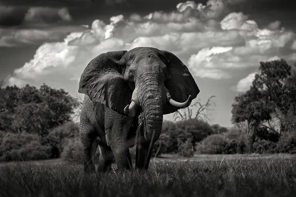 Africa black and white art. Elephant in the grass, beautiful evening light. Wildlife scene from nature, elephant in the habitat, Moremi, Okavango delta, Botswana, Africa.