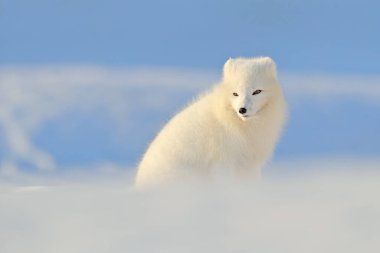 Kutup tilkisi, karda güzel bir hayvan. Koşan kutup tilkisi. Doğadan vahşi yaşam sahnesi, Vulpes lagopus, doğal yaşam ortamında, Svalbard, Norveç.