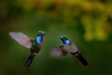 Napo sabrewing, Campylopterus villaviscensio, doğa orman habitatında büyük yeşil mavi sinekkuşu. Yeşil bitki örtüsünde kuş dövüşü, Sumaco, Ekvador. Tropik doğadan vahşi yaşam sahnesi.