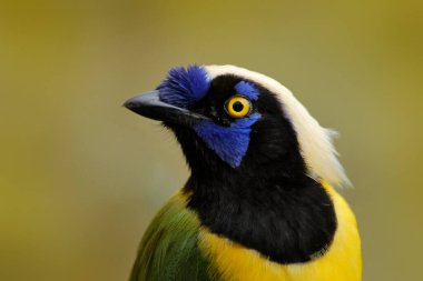 Sarı alakarga, tropik kuşun detaylı portresi. Sarı kuş, siyah ve mavi kafa, vahşi doğa. Yeşil Jay, siyanocorax yncas, vahşi doğa, Sumaco, Ekvador. Güney Amerika 'dan güzel bir kuş.