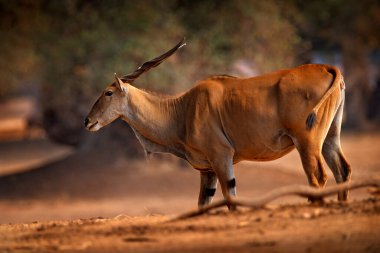 Eland antelope, Taurotragus antilobu, doğal ortamında büyük kahverengi Afrika memelisi. Yeşil bitki örtüsünde Eland, Mana Havuzları NP, Zimbabwe. Doğadan vahşi yaşam sahnesi. 