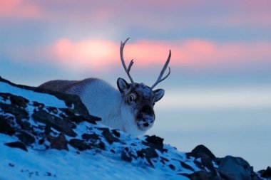 Karda ren geyiği. Kar içindeki vahşi ren geyiği, Svalbard, Norveç. Karlı bir ortamda, kayalık dağda geyik. Doğadan vahşi yaşam sahnesi. Denizin üzerindeki hayvanlar. Kuzey Buz Denizi, kış mevsimi.