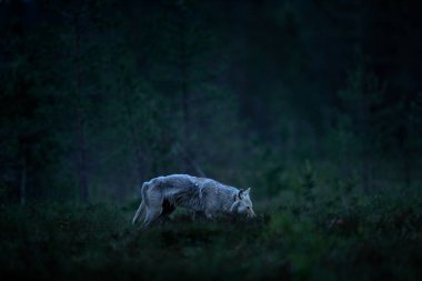 Finlandiya 'dan kurt. Gri kurt, köpek lupus, bahar ışığında, ormanda yeşil yapraklarla. Doğadaki kurt yuvası. Finlandiya Taiga 'sında vahşi bir hayvan. Vahşi doğa, Avrupa. Gece Ormanı.