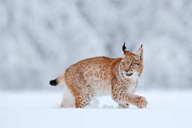 Kar doğası. Luchs yüz yürüyüşü. Avrupa 'da kış yaban hayatı. Karda Luchs, Şubat 'ta karlı orman. Doğadan vahşi yaşam sahnesi, Slovakya. Avrupa 'da kış yaban hayatı. 
