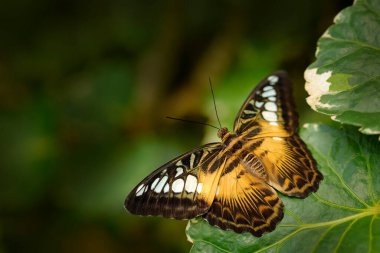 Malezya ve Borneo 'dan kelebek. Kırpıcı kelebek, Parthenos Sylvia, yeşil yaprakların üzerinde oturuyor. Karanlık tropikal ormandaki böcek, doğa habitatı. Doğadan vahşi yaşam sahnesi.