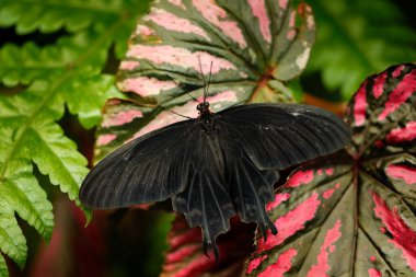 Atrophaneura semperi, Endonezya, Malezya ve Filipinler 'de bulunan Papilionidae familyasından bir kelebek türüdür..