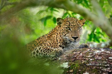 Yeşil bitkilerdeki leopar. Saklı Sri Lanka leoparı, Panthera pardus kotiya, Doğa habitatındaki ağaçta yatan büyük benekli vahşi kedi, Yala ulusal parkı, Sri Lanka. Doğadan geniş yaşam sahnesi.