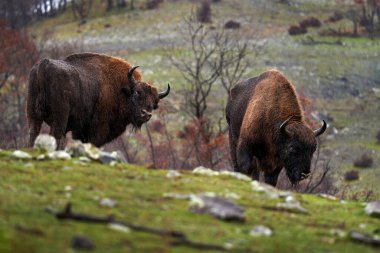 Karanlık ormanda Avrupa Bizonu, doğa habitatında büyük kahverengi bir hayvan, ağaçlarda portakal meşesi yaprakları, Studen Kladenec, Doğu Rhodopes, Bulgaristan. Doğadan vahşi yaşam sahnesi. 