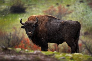 Çayırdaki Avrupa Bizonu, doğada büyük kahverengi bir hayvanın olduğu sisli bir manzara, ağaçlarda portakal meşesi yaprakları, Studen Kladenec, Doğu Rhodopes, Bulgaristan. Doğadan vahşi yaşam sahnesi. 
