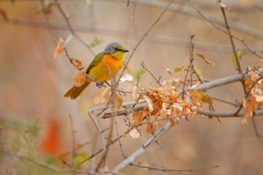 Sülfür göğüslü Bushshrike Telophorus sulfureopectus similis, Kariba Gölü, Zimbabwe. Habitattaki dalda oturan turuncu gri kuş. Afrika doğasında Shrike. Vahşi yaşam Zimbabwe.