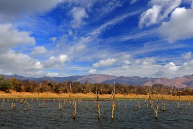 Kariba Gölü. Ölü ağaçlar ve gökyüzünün yansıması, Zambezi nehri, Zimbabve, Afrika. Ağaçlı su, güneşli bir gün mavi gökyüzü ve beyaz bulutlar. Afrika manzarası.