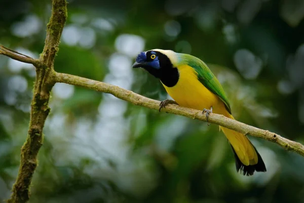 Yellow Bird, black and blue head, wild nature. Green Jay, Cyanocorax yncas, wild nature, Sumaco, Ecuador. Beautiful bird from South America. Yellow jay, detail portrait of tropic bird.
