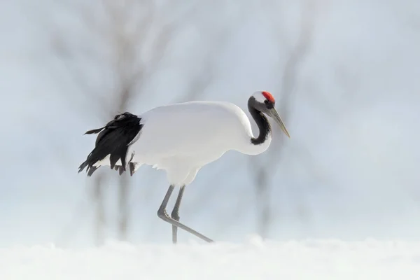 Winter Nature Snowfall Red Crowned Crane Snow Meadow Snow Storm — Stock Photo, Image