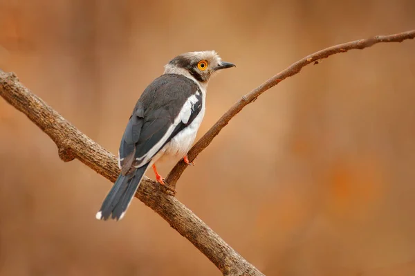 Yellow eye bird from Africa. White-crested helmetshrike, Prionops plumatus, bird siting on the tree branch, Mana Pools NP, Zimbabwe in Africa. Yellow eye bird detail in the river side habitat.