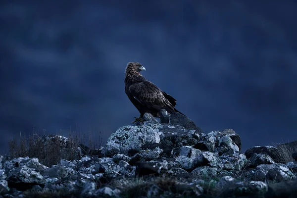 Eastern Rhodopes rock with eagle.       Flying bird of prey golden eagle with large wingspan, photo with snowflakes during winter, stone mountain, Rhodope Mountains, Bulgaria wildlife.