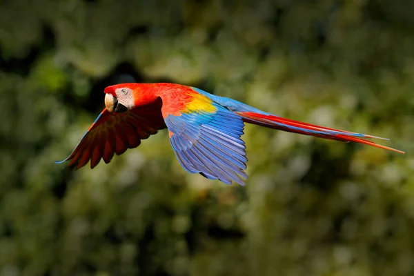 红鹦鹉在深绿色的植被中飞行 Scarlet Macaw Ara Macao 巴西热带雨林 大自然的野生动物场景 在绿色丛林栖息地飞行的鹦鹉 — 图库照片