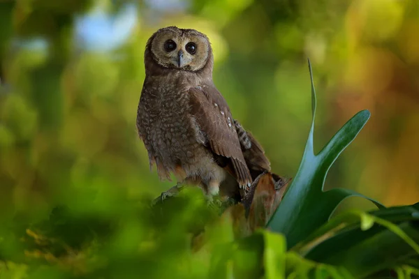 Fotos De Hibou Marais De Stock Hibou Marais Imagenes Libres De Derechos Depositphotos