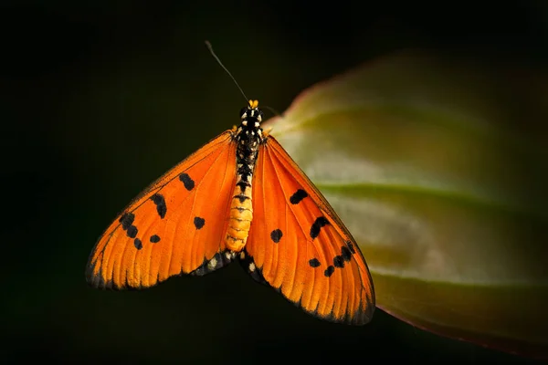 าวร โกรธ าตาล นเน งานฝ นตราย นตราย นแลนด โกรธ ขนดก รูปภาพสต็อก