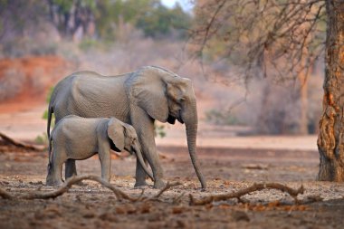 Mana Havuzları 'ndaki Orman Fili NP, Afrika' daki Zimbabwe. Eski ormanda büyük bir hayvan, akşam ışığı, güneş batışı. Doğadaki büyülü vahşi yaşam sahnesi. Afrika fili güzel bir yaşam alanında. 