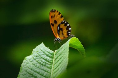 Veladyris Pardalis, San Isidro, Ekvador, Güney Amerika 'dan siyah turuncu kelebek. Yeşil alanda oturan böcekler tropik orman ormanlarında izinlidirler. Vahşi yaşam doğası.