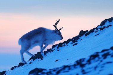 Karda ren geyiği. Kar içindeki vahşi ren geyiği, Svalbard, Norveç. Karlı bir ortamda, kayalık dağda geyik. Doğadan vahşi yaşam sahnesi. Denizin üzerindeki hayvanlar. Kuzey Buz Denizi, kış mevsimi.
