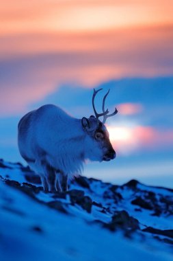 Kutup yaban hayatı. Vahşi ren geyikleri, Rangifer tarandus, karda büyük boynuzları olan, Svalbard, Norveç. Svalbard ren geyiği, doğadan vahşi yaşam sahnesi, Kuzey Kutbu 'nda kış. Ren geyikleriyle kış manzarası. 