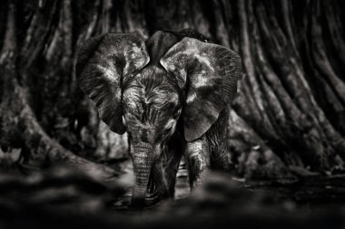 Mana Havuz NP 'sinde yavru fil, Afrika' da Zimbabwe. Eski ormanda büyük bir hayvan, akşam ışığı, güneş batışı. Doğadaki büyülü vahşi yaşam sahnesi. Afrika bebek fili güzel bir yaşam alanında.