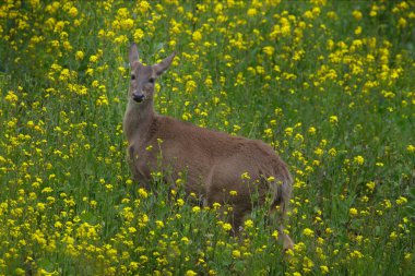 Sarı çiçekli çayırdaki geyik yağı tohumu tecavüzü, Colza. Beyaz kuyruklu geyik, Odocoileus virginianus, Antisana, Ekvador. Tarım habitatındaki hayvanlar.