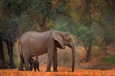 Bebekli fil. Mana Havuzları 'ndaki fil, Afrika' daki Zimbabwe. Eski ormanda büyük bir hayvan, akşam ışığı, güneş batışı. Doğadaki büyülü vahşi yaşam sahnesi. Afrika fili güzel bir yaşam alanında.