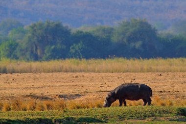 Su aygırı manzarası. Çimlerde su aygırı, ıslak yeşil mevsim. Afrika Hippopotamus, Hippopotamus amfibi capensis, Okavango delta, Moremi, Botswana. Sudaki tehlikeli büyük hayvan.. 