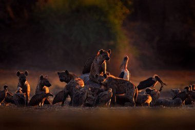 Ölü fil. Afrika vahşi yaşamı. Benekli sırtlan, Crocuta timsahı, fil leşi dolu, Mana Havuz NP, Afrika 'da Zimbabwe. Hayvan davranışları, sırtlan ve akbabalı ölü fil. Doğada sabah ışığı.