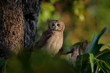 Bataklık baykuşu, Asio capensis, Kariba Gölü, Zimbabwe. Akşam ışığında yeşil bitki örtüsünde taşın üzerinde oturan kuş. Baykuş habitatta. Afrika doğasından vahşi yaşam sahnesi. Zimbabwe 'de kuş gözlemciliği.