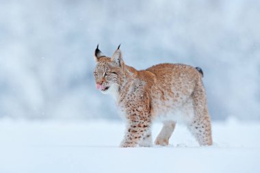 Kar doğası. Luchs yüz yürüyüşü. Avrupa 'da kış yaban hayatı. Karda Luchs, Şubat 'ta karlı orman. Doğadan vahşi yaşam sahnesi, Slovakya. Avrupa 'da kış yaban hayatı. 