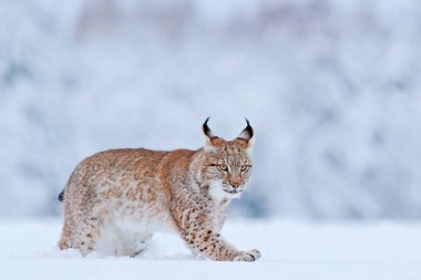 Kar doğası. Luchs yüz yürüyüşü. Avrupa 'da kış yaban hayatı. Karda Luchs, Şubat 'ta karlı orman. Doğadan vahşi yaşam sahnesi, Slovakya. Avrupa 'da kış yaban hayatı. 