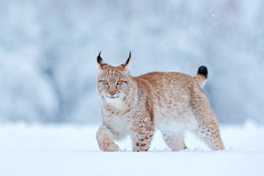 Kar doğası. Luchs yüz yürüyüşü. Avrupa 'da kış yaban hayatı. Karda Luchs, Şubat 'ta karlı orman. Doğadan vahşi yaşam sahnesi, Slovakya. Avrupa 'da kış yaban hayatı. 