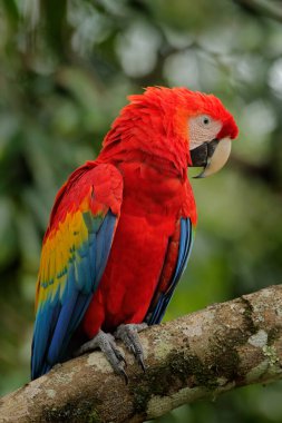 Kırmızı papağan Scarlet Macaw, Ara macao, Kosta Rika dalında oturan kuş. Tropikal ormandan vahşi yaşam sahnesi. Doğada ağaçtaki yeşil ağaçtaki güzel papağan..