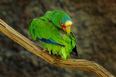 Amazona albifrons, Green parrot White-fronted Amazon, colorful bird from Mexico. Bird cleaning plumage feather on the tree branch in the nature habitat. Parrot in the forest. Travelling in America clipart