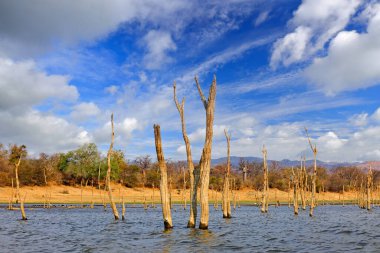 Kariba Gölü. Ölü ağaçlar ve gökyüzünün yansıması, Zambezi nehri, Zimbabve, Afrika. Ağaçlı su, güneşli bir gün mavi gökyüzü ve beyaz bulutlar. Afrika manzarası.